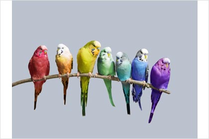 Budgerigar Parakeets