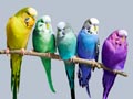 Birds as Pets