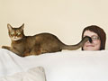 Burmese cat on a sofa with tail on womans face.