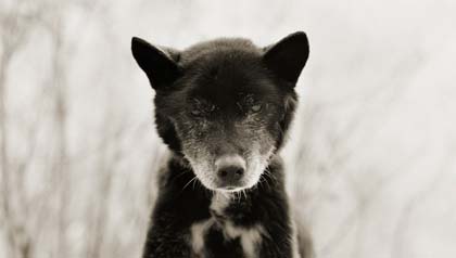 Black and white portrait of dog at age 19