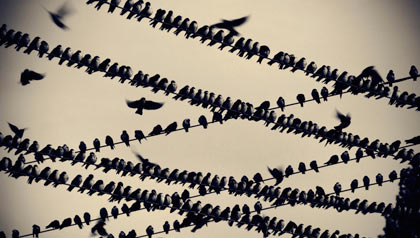 Migrating Tree Swallows on wires