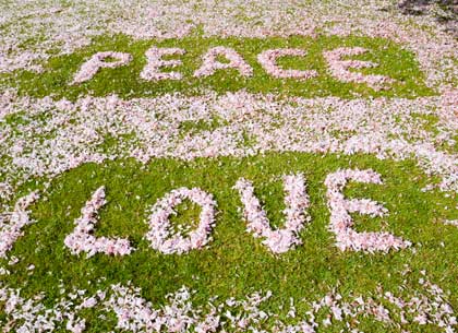 Cherry blossom used to spell out the word Peace and Love, on a playing field Cherry blossom used to spell out the word Peace and Love, on a playing field