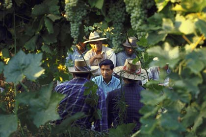 César Chávez (c) talks with grape pickers about the United Farm Workers union on March 1, 1968.