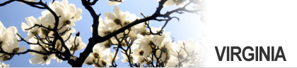 Flowering Tree