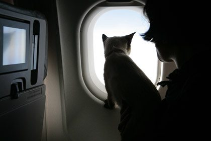 plane cat