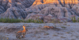 Badlands National Park, SD