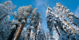 Sequoia National Park, CA