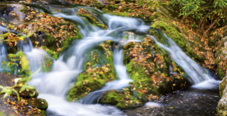 Great Smoky Mtns National Park, NC and TN