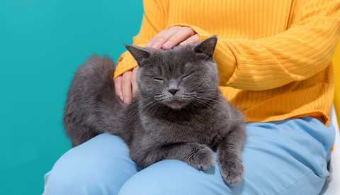 Woman's hand stroking cat on her lap