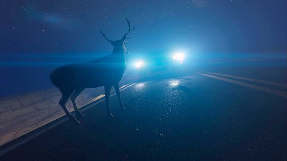 a deer on a roadway looks at a pair of oncoming headlights