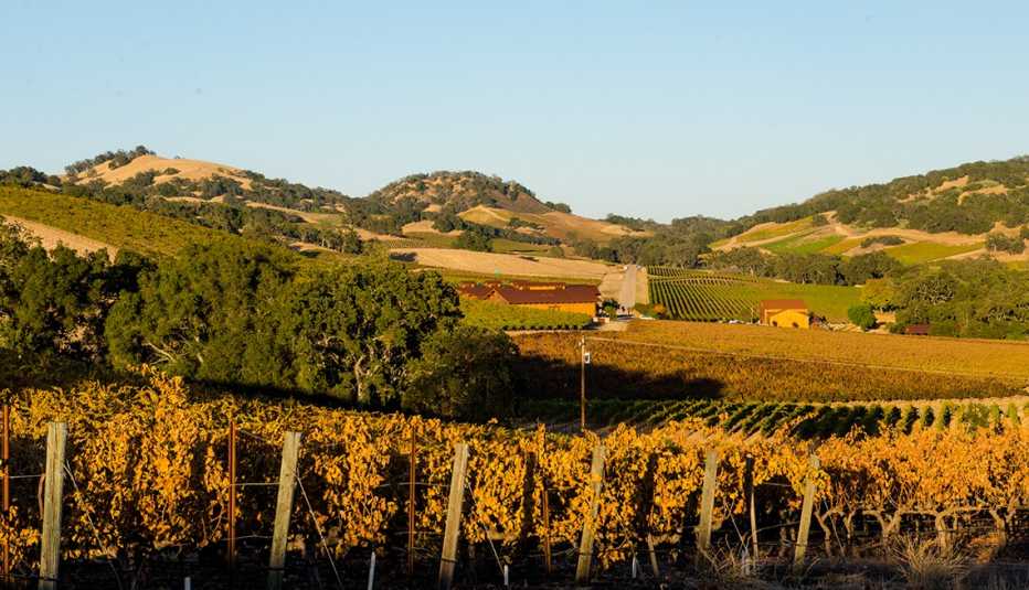 A landscape scene of a wine vineyard in California
