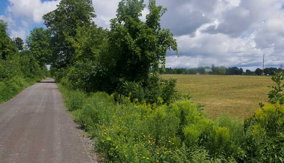 trees and shrubs line a road at genesee valley greenway, as an open field sits to the right