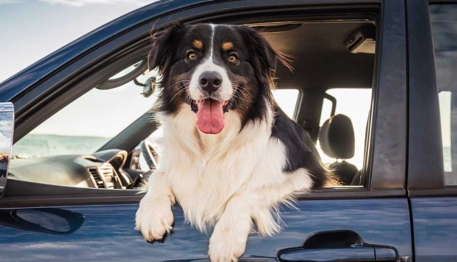 black and white dog hanging out of a dark blue vehicle's window with tongue sticking out
