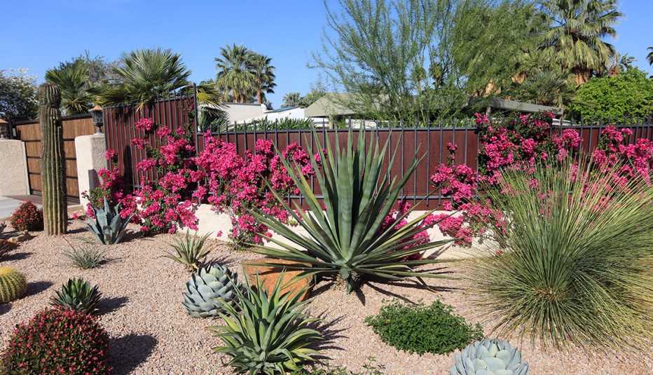 xeriscaped residential garden of cactus, succulents, bougainvillea and other arid perennial plants