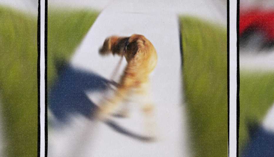 blurry image of dog
