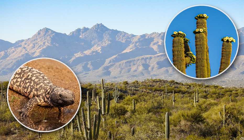 Scenic view of field against clear sky; left inset photo of Gila Monster; right inset photo of Saguaro cactus 