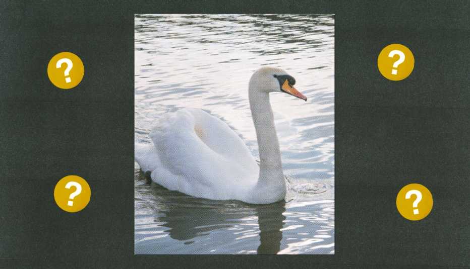 swan in water surrounded by gold circles with question marks in them