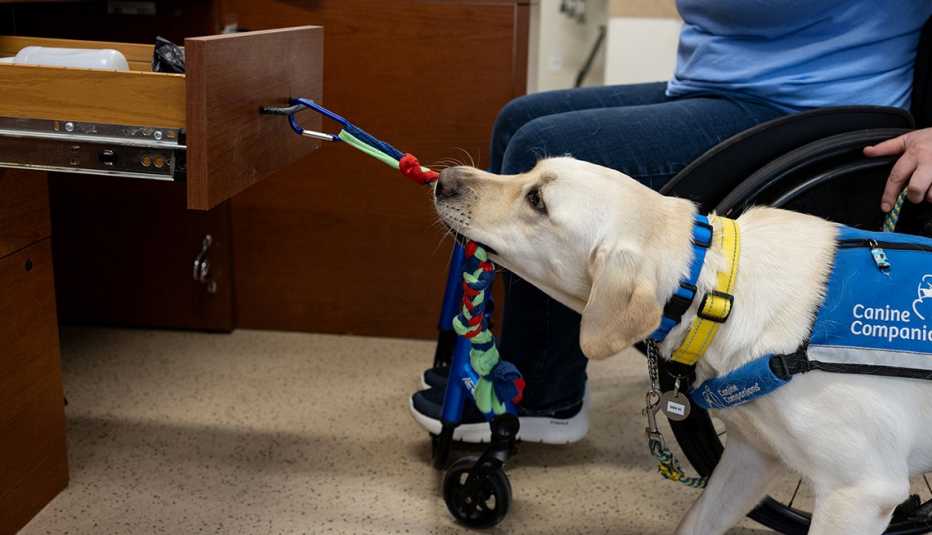 Dog wearing blue Canine Companions vest, pulling open drawer next to person in wheelchair