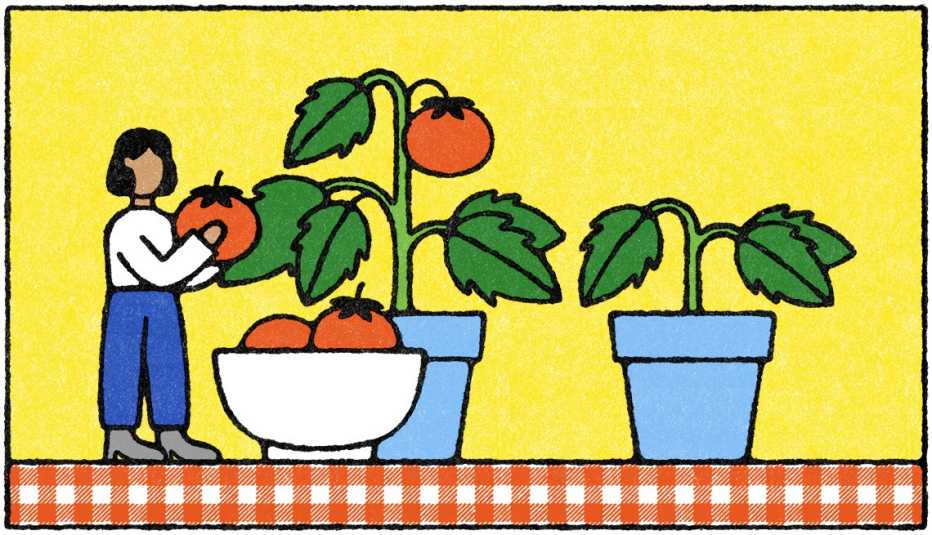 illustration of woman picking tomato off of plant; bowl of tomatoes in front