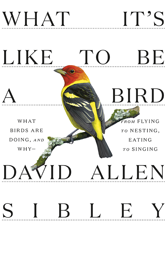 What It's Like to Be a Bird book cover