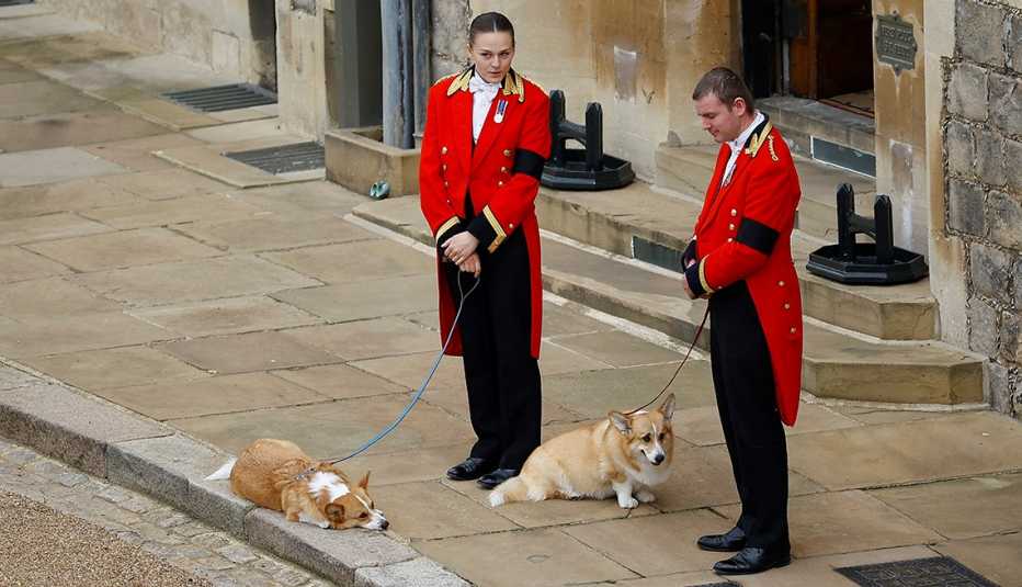 The royal corgis await the cortege ahead of the Committal Service for Queen Elizabeth II held at St George's Chapel, Windsor Castle on September 19, 2022 in Windsor, England. The committal service at St George's Chapel, Windsor Castle, took place following the state funeral at Westminster Abbey. A private burial in The King George VI Memorial Chapel followed. Queen Elizabeth II died at Balmoral Castle in Scotland on September 8, 2022, and is succeeded by her eldest son, King Charles III