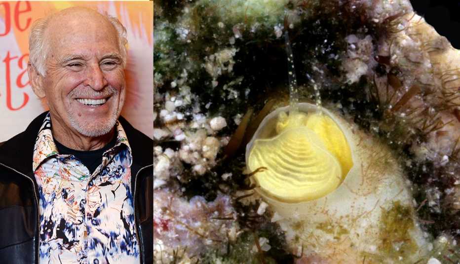 jimmy buffett and an underweater closeup of the cayo margarita in the coral reef of the florida keys