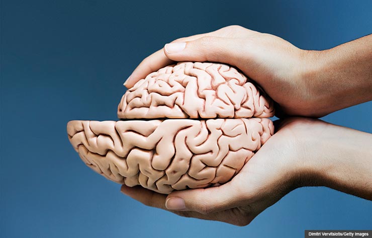 Hands holding two brain halves with one smaller than the other, Brain shrinkage related to amount of exercise