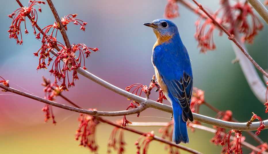 a bluebird sitting on flowering branches