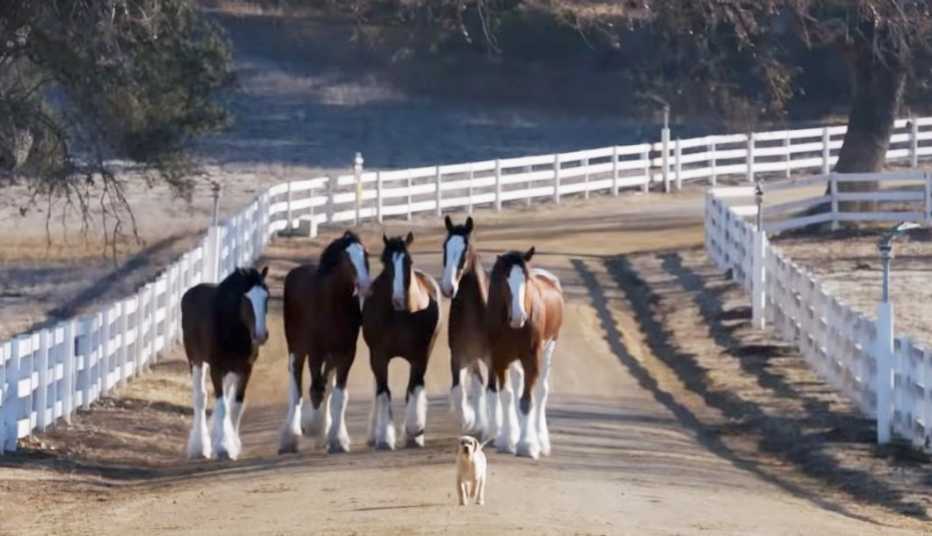 a puppy runs up a picturesque dirt farm road with five clydesdale horses running behind him