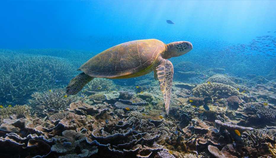 A turtle swimming over coral reefs in the Netflix film David Attenborough: A Life on Our Planet
