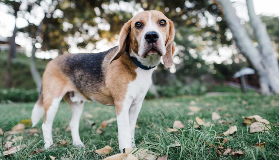 a beagle dog in a park