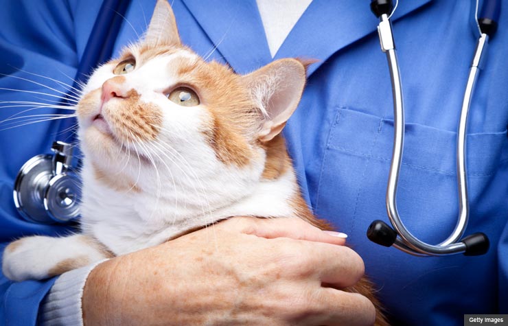 Veterinarian holding pet cat. Protect your family from zoonotic diseases.