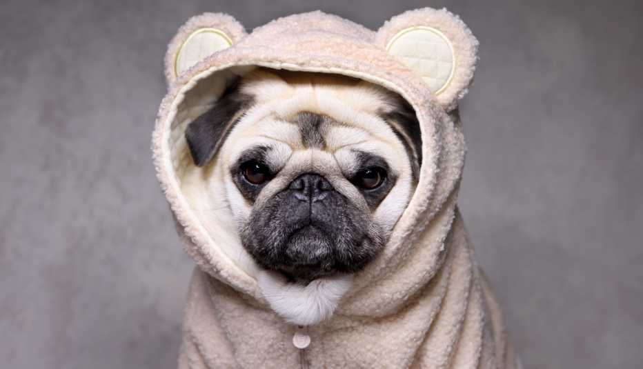 pug dog in a teddy bear sweater