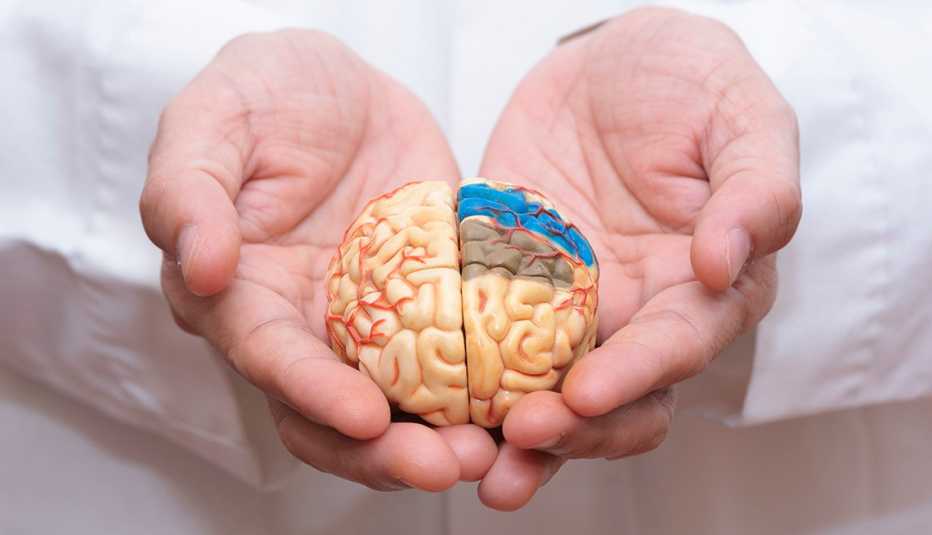 A doctor's hands holding a model of a brain.