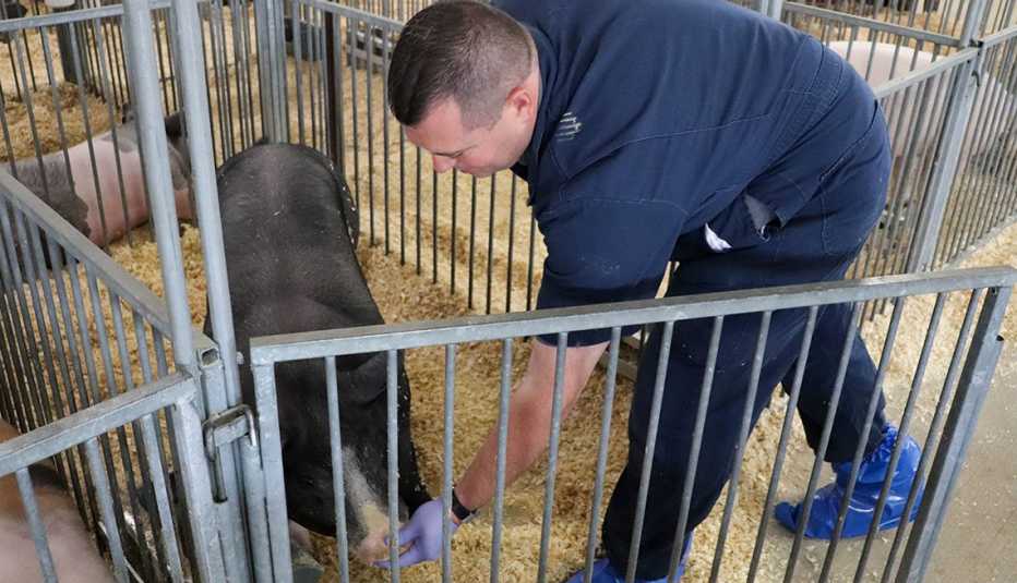 Dr. Andrew Bowman swabs a pig’s snout at the Union County, Ohio fair. The samples are taken to a lab at The Ohio State University College of Veterinary Medicine and tested for new strains of the flu that could pose a threat to humans.