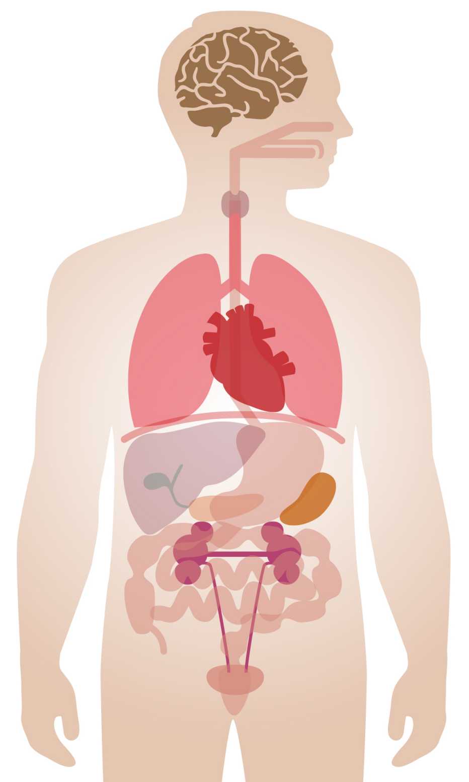 illustration of human body internal organs