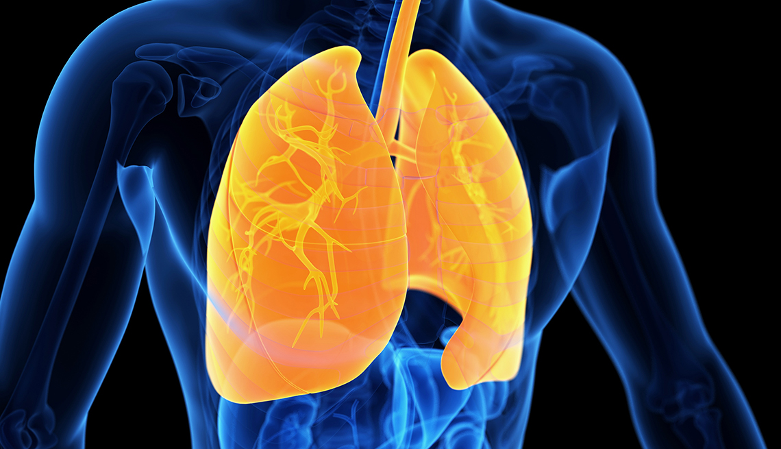 illustration of human body internal structure with the lungs highlighted in a different color