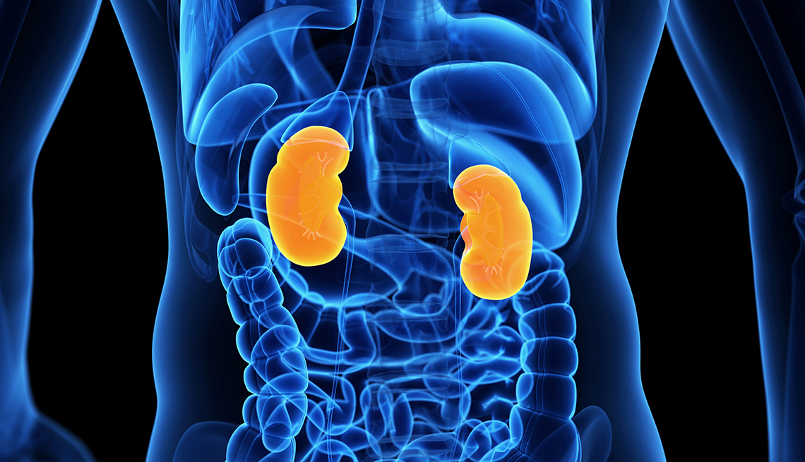 illustration of human body internal organs with the kidneys highlighted