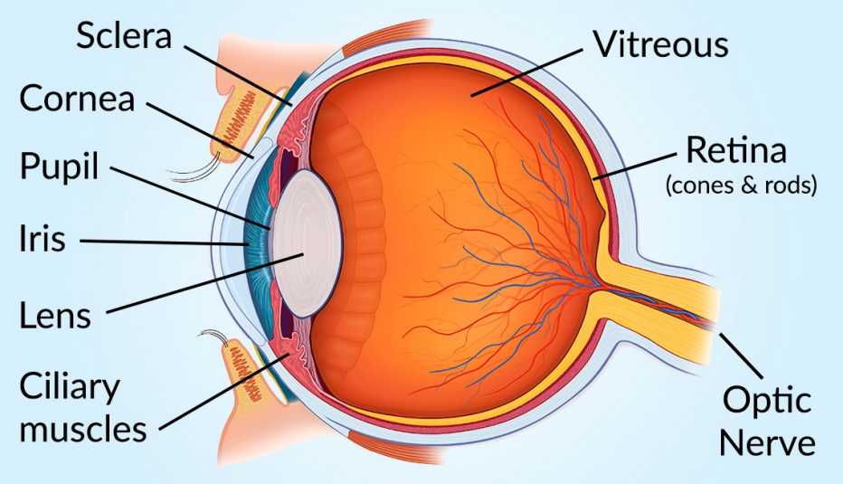 Vision and Eye Diagram: How We See