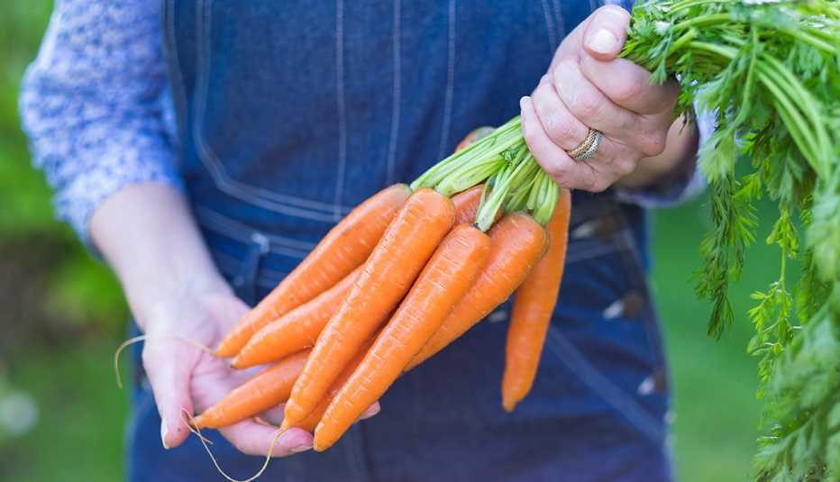 Close-up of woman's hands holding a bundle of carrots by the green stems in her garden.