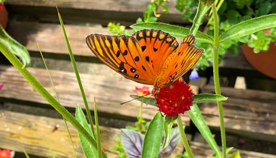 A butterfly on a flower in a a garden