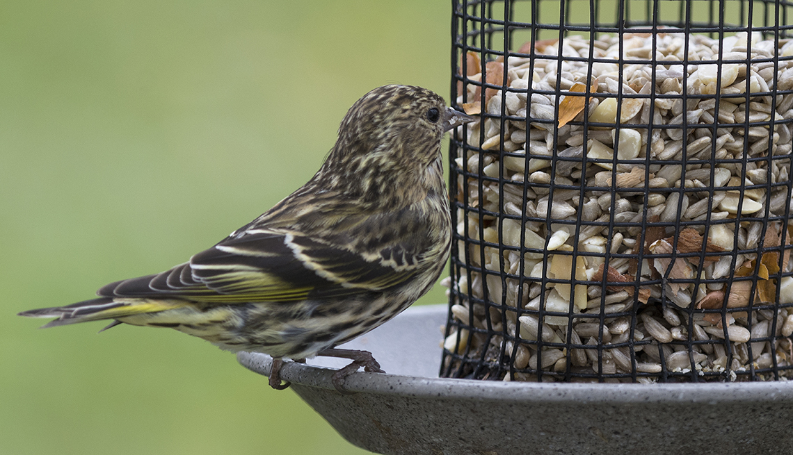 A male pine siskin looks over the selection of sunflower seeds in a backyard bird feeder