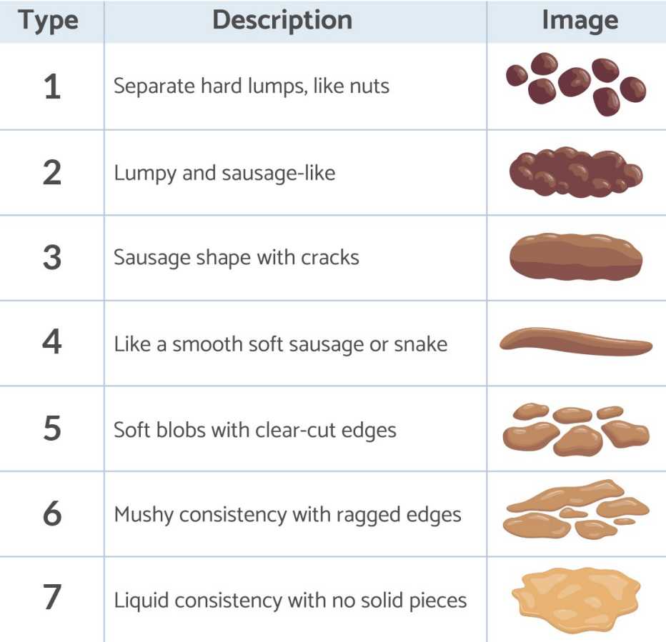 the bristol stool chart shows what the different types of poop look like in shape and color