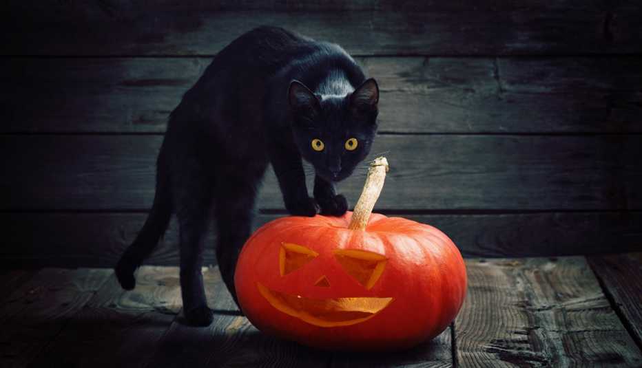 black cat in a spooky pose with its front two feet on top of a halloween jack o lantern