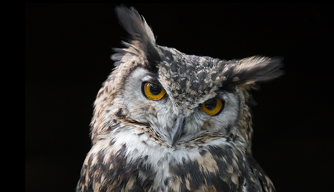 portrait of an eagle owl very close up with black background