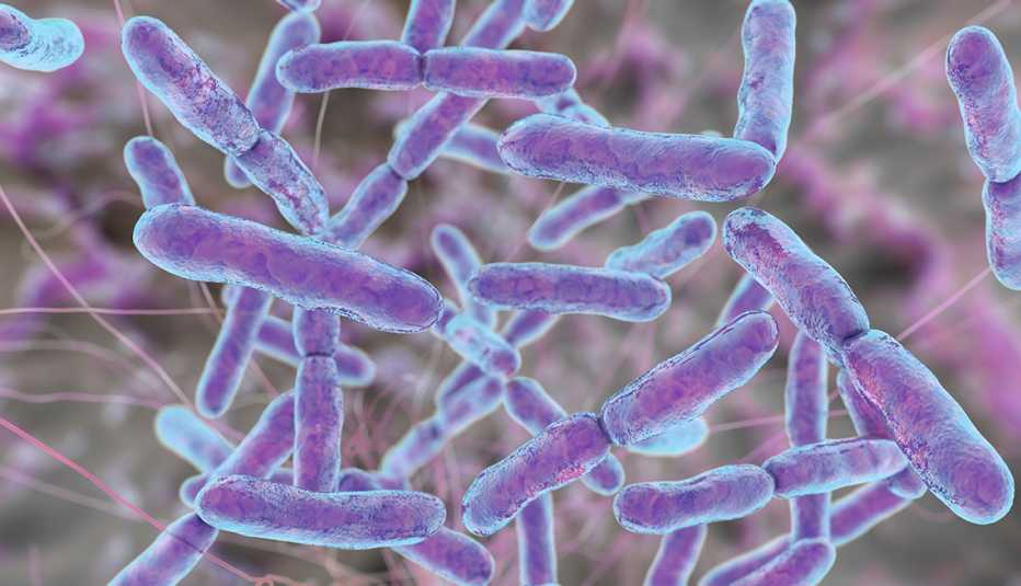 bifidobacterium bacteria, computer illustration