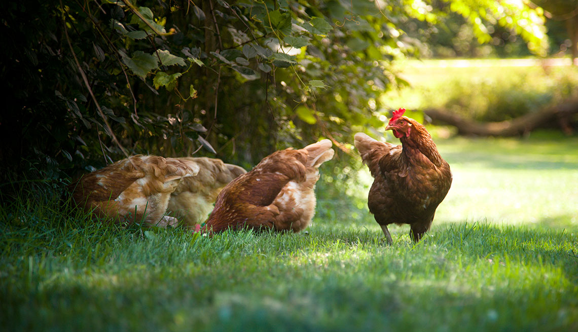 hens grazing and eating grass on a warm sunny day.