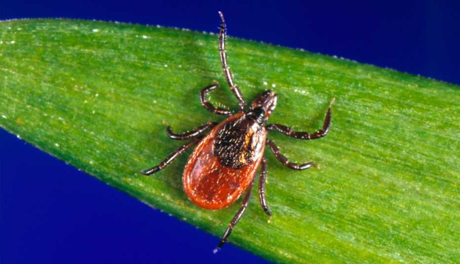 a black legged tick a tick known for transmitting lyme disease