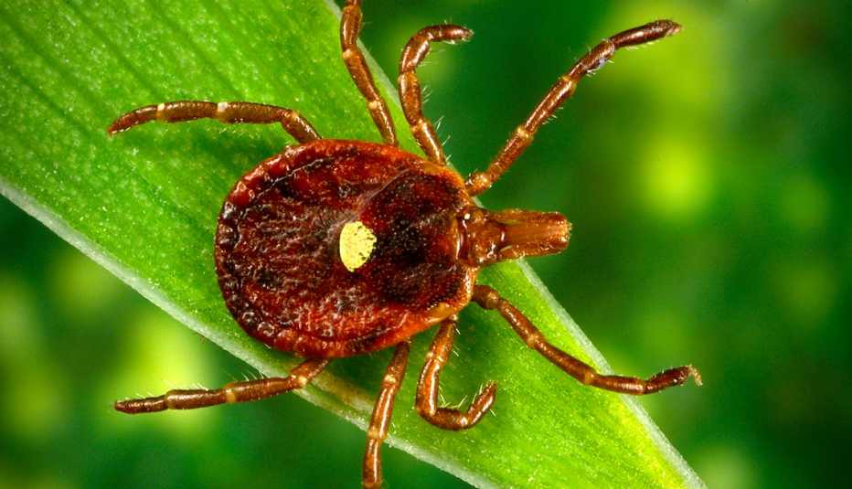 a dorsal view of a female lone star tick