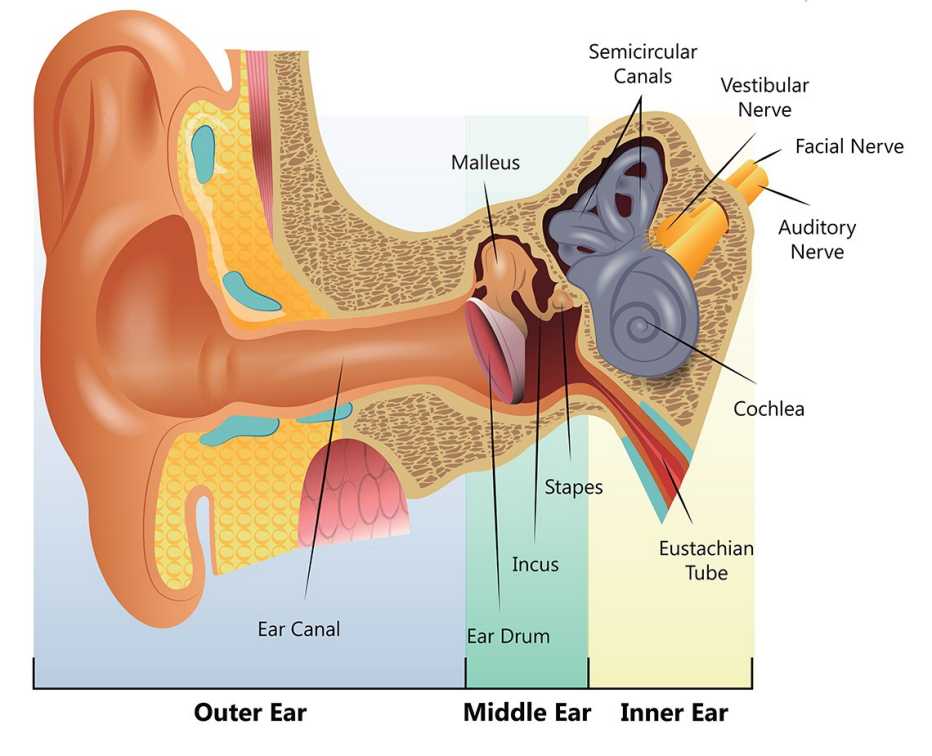 diagram of an ear with labels for the outer ear, middle ear and inner ear